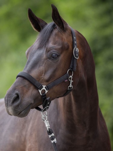 Halter Dexter Covalliero
