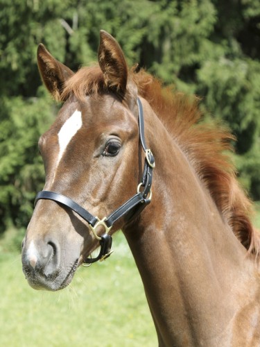 Halter Eco Foal Kerbl