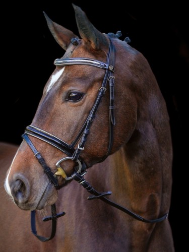 Bridle Kingston Covalliero