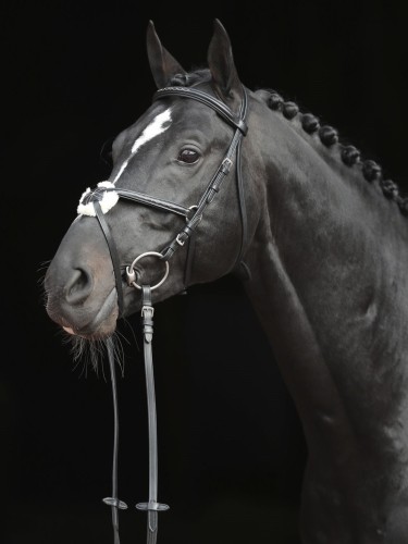 Bridle Cancun Covalliero