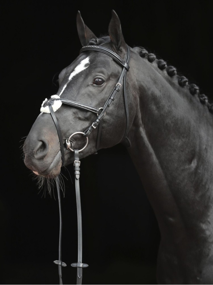 Bridle Cancun Covalliero