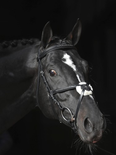 Bridle Cancun Covalliero