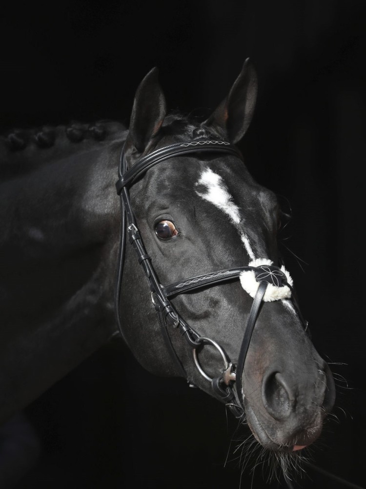 Bridle Cancun Covalliero