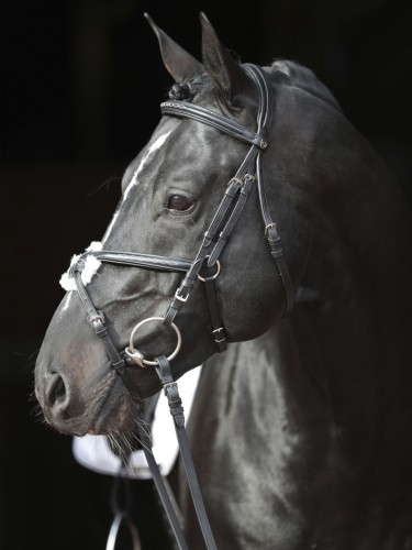 Bridle Cancun Covalliero