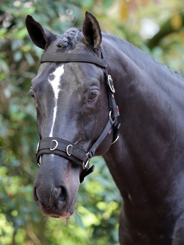 Lunging halter Kerbl