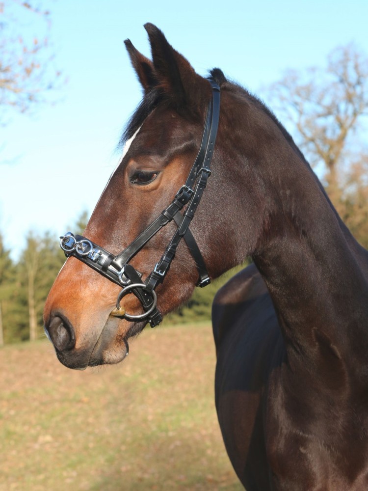 Cavesson Leather Exklusiv Covalliero
