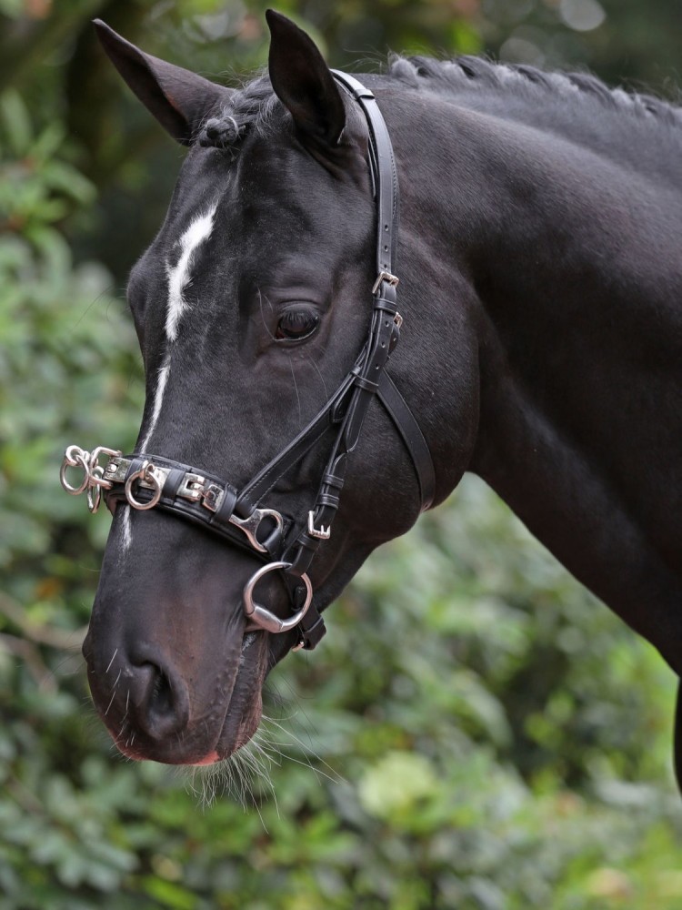 Cavesson Leather Exklusiv Covalliero