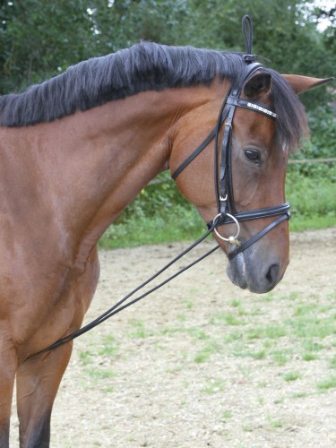Neck extender Kerbl