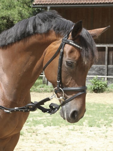 Side reins Kerbl