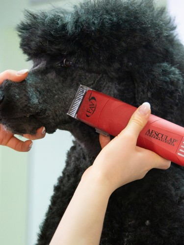 Clipper FAV5 Aesculap
