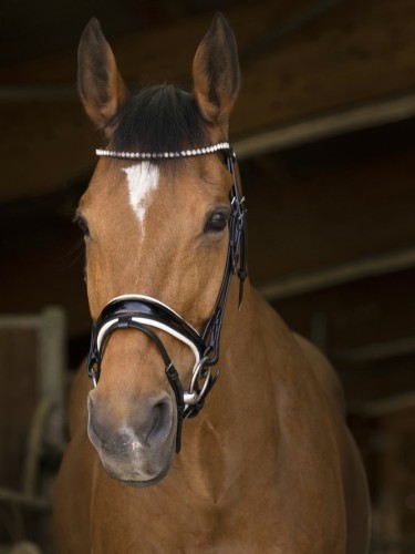 Bridle Bella Norton Pro