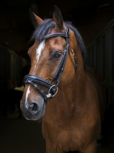 Bridle Design Eric Thomas Pro