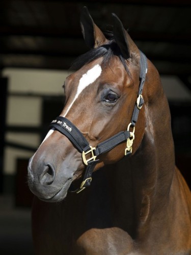 Halter Werano Back On Track®