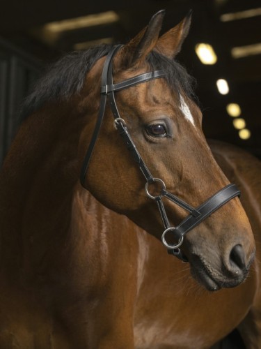 Side-Pull bridle Confort Norton Pro