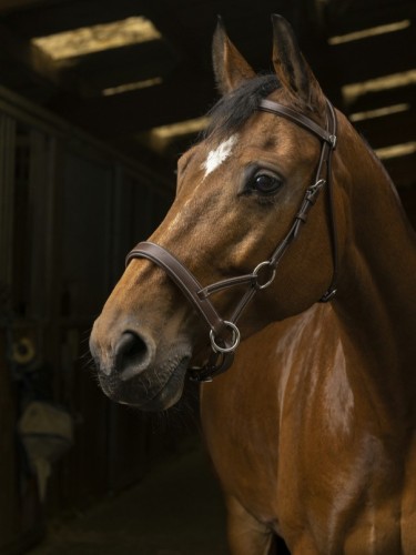 Side-Pull bridle Confort Norton Pro