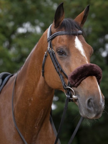Noseband sleeve Teddy Equithéme