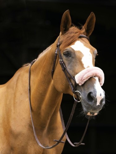Noseband sleeve Teddy Equithéme