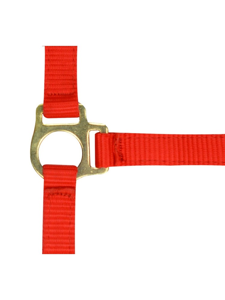 Foal headcollar + lead rope Norton