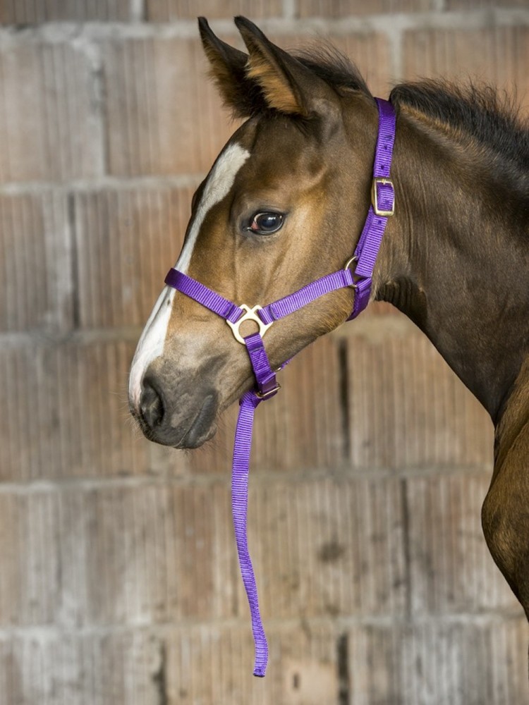 Foal headcollar + lead rope Norton