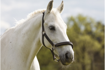 Halters and lead ropes