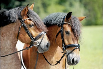 Bridles