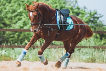 Lunging equipment