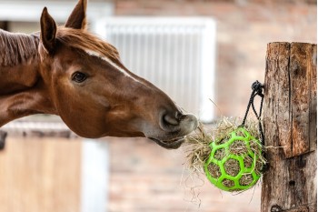 Stable & Field